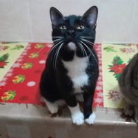 Kater Zorro 🐈‍⬛💙    