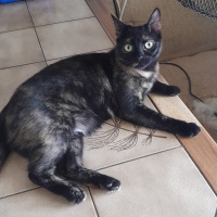 Katze Ana  🐈‍⬛❤️